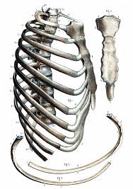 The rib cage, which forms the chest wall, is an important volume. Rib Cage Anatomy Photograph By Collection Abecasis