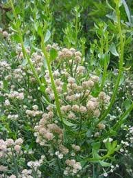 Image result for Microcharis