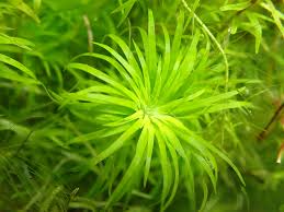 Image result for Syngonanthus