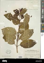 Image result for Dissotis johnstoniana