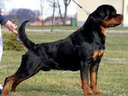 Find local rottweiler puppies for sale and dogs for adoption near you. Rottweiler Puppies For Sale In Ohio Rottweiler Puppies For Sale Rottweiler Puppies Rottweiler