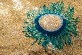 Seal seals are animals that live in the ocean but breathe air. 5 Harmless Species Of Jellyfish Aquaviews