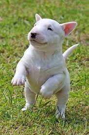 12 Reasons Why You Should Never Own Bull Terriers Bull Terrier Puppy Bull Terrier Bull Terrier Dog