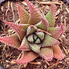 Image result for Habenaria attenuata