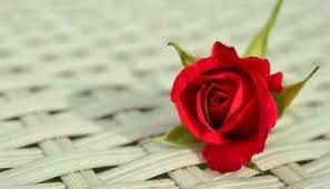 خلفيات ورد ملونة 2020 اجمل صور ورد 2021 فوتوجرافر red roses a rose for emily red rose flower