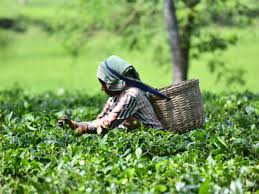 Browse and download the best free stock tea plantation images. Tea Plantation Latest News Videos Photos About Tea Plantation The Economic Times