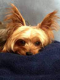 parlak tuylu kopek yorkie dogs animals