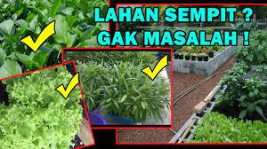 Pekarangan rumah menjadi salah satu pilihan lokasi berkebun para penggiat. Lahan Anda Sempit Berikut Beberapa Cara Menanam Sayuran Di Pekarangan Rumah Supplier Produk Indonesia