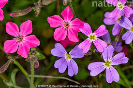 Image result for Malcolmia maritima