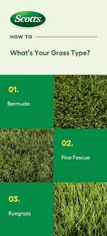 Different Turfgrass Needs Different Care Learn What Grass Type Your Lawn Is Made Of And How To Help It Grow Gr Lawn Grass Types Different Types Of Grass Grass