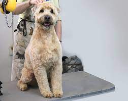 3 year old purebred male soft coated wheaten terrier. Pampered Paws Gallery