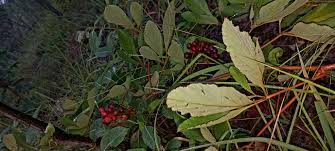 Image result for Ampelocissus obtusata