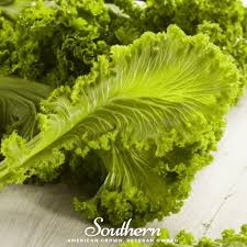 Image result for Brassica juncea