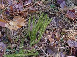 Image result for Hyparrhenia rudis