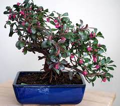 Our 6 regional portals focus on businesses, accommodations, dining, shopping, and events in each city/area of the region. Vancouver Bonsai Store