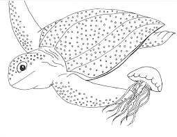 Check spelling or type a new query. Facts Discovery Sea Turtle Exploration