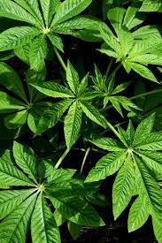 Image result for Cleome schimperi