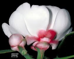 Image result for Clusiaceae