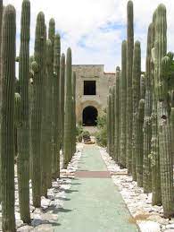 Casa los cactus ⭐ , argentina, province of mendoza, san rafael, los cactus 2664: Tall Cactus Lined Pathway Jardin Etnobotanico Oaxaca Mexico Travel Visit Mexico Places To Travel