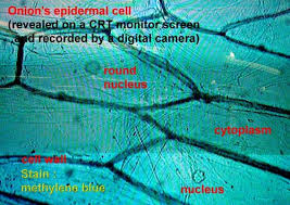 We did not find results for: Animal And Plant Cells Flashcards Quizlet