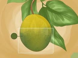 Citrus diseases and disorders (2004) by patricia barkley formerly from new south wales industry & investment (nsw i&i). 4 Easy Ways To Identify Lemon Tree Diseases Wikihow