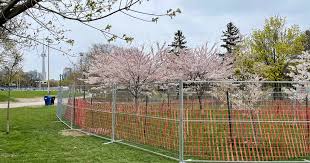 Toronto Installs New Fence At Trinity Bellwoods After Cherry Blossom Fans Trample Original