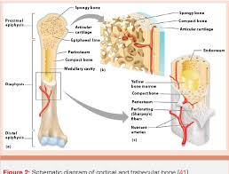 A long bone has two main regions: Pdf Regulatory Mechanisms Of Bone Development And Function Semantic Scholar