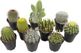 A cactus (plural cacti, cactuses, or less commonly, cactus) is a member of the plant family cactaceae, a family comprising about 127 genera with some 1750 known species of the order. Amazon Com Altman Plants Assorted Live Cactus Collection Large Real Cacti For Planters Or Gifts 3 5 Inch 9 Pack Garden Outdoor
