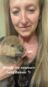 Meet Woody: The Precious Newborn Baby Beaver 🦫