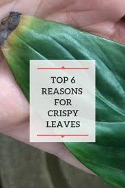 Are Your Plant Leaves Turning Brown And Crispy