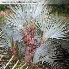 Lately it has been gaining popularity because of its striking appearance and cold hardiness, which makes it a great choice for landscape in usda zones 8. Nannorrhops Alchetron The Free Social Encyclopedia