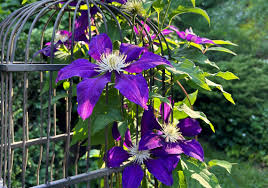 Image result for Clematis pulchra