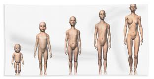 The breadth of the back is created by the shoulders at the top and the pelvis at the bottom. Female Human Body Scheme Of Different Beach Sheet For Sale By Leonello Calvetti