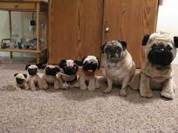 Pug Pug Pug Pug Pugs Funny Cute Pugs Pugs