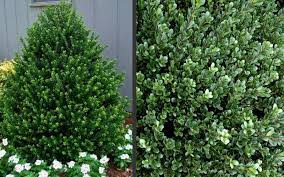 They are great for small topiary hedge foundation plants and formal plantings. Pin On Evergreen Shrubs