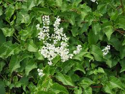 Image result for Fallopia