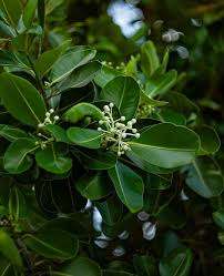 Image result for Calophyllum inophyllum