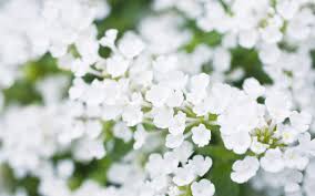 Almost files can be used for commercial. White Flowers Free Download