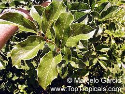 Image result for Congolanthus