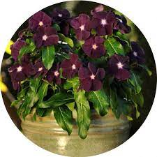 Dark Purple Vinca Periwinkle Seeds Flower Seeds Flower Garden Design Periwinkle Flowers