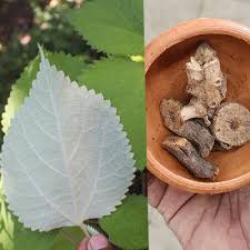 Image result for Boehmeria nivea