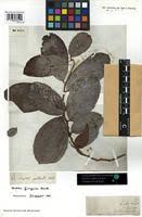 Image result for Bridelia ferruginea