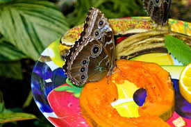 16 Top Rated Attractions Things To Do In Key West Fl Planetware
