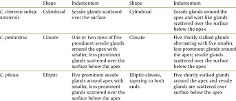 Image result for Commicarpus pilosus