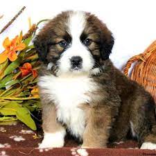 Maybe you would like to learn more about one of these? Bernese Mountain Dog Mix Puppies For Sale Greenfield Puppies Bernese Mountain Dog Mountain Dog Breeds Bernese Mountain Dog Breeders