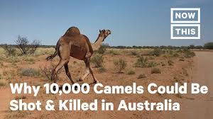Mostly dromedaries but also some bactrian camels. 10 000 Camels Could Be Shot And Killed In Australia Due To Bushfires Nowthis Youtube