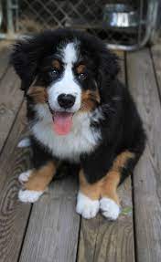 Pin By Ruth Cunningham On Puppies Burmese Mountain Dogs Bernese Dog Bernese Mountain Dog Puppy