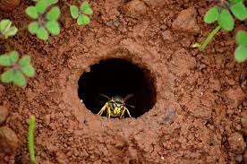 Comment se débarrasser d'un nid de guêpe de terre. Enlever Un Nid De Guepes Dans La Terre La Bonne Facon
