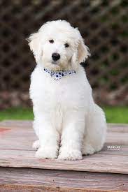 English Goldendoodle English Goldendoodle Goldendoodle Puppy Puppies