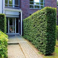 hainbuche carpinus betulus hainbuchenhecke gunstig online kaufen nel 2021 pergolato da giardino giardino giardinaggio